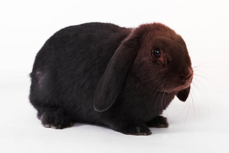 cute bunny backgroundの写真素材