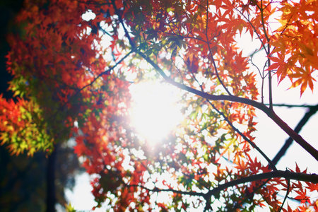 Autumn warm sun.