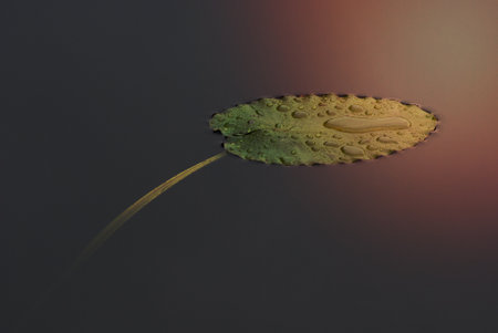 Lily pad with water droplets floats atop a still lake.