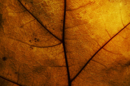 Dried leaf texture.