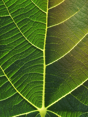 Close up green leaf texture background.