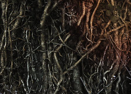 Tree roots in Estavayer-le-Lac, Switzerland.
