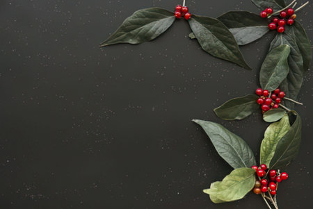 a branch of holly with green leaves and bright red berries against a dark background, likely used for holiday decoration