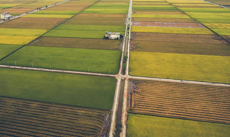 Aerial view of the paddy field in the countryside of Thailand