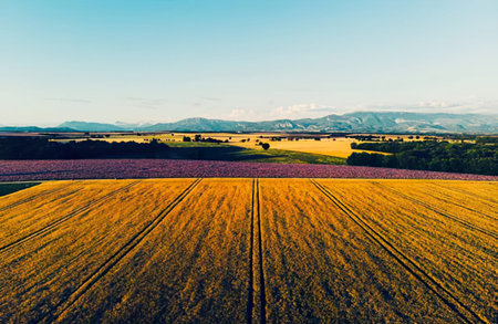 Aerial view of a wheat field and mountains in the background.