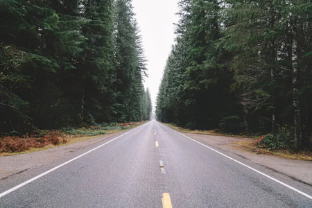 Empty asphalt road in the middle of a coniferous forest.