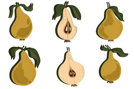 Pears with leaves, whole and chopped. Pear vector isolated set pattern.のイラスト素材