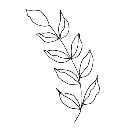 vector branch with leaves black and white. Minimalistic botanical illustration, hand drawingのイラスト素材