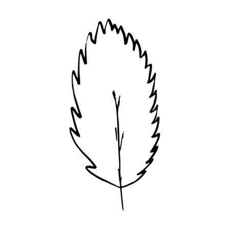 simple vector branch with leaves black and white. Minimalistic botanical illustration, hand drawingのイラスト素材