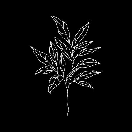 botanical floristic sketch contour branches with leaves. Vector isolated minimalistic branch on a backgroundのイラスト素材
