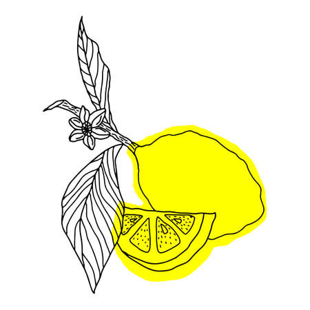 vector lemons whole fruits isolatedのイラスト素材
