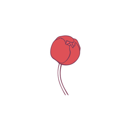 botanical floristic contour flower peonies open buds. Vector isolated minimalistic flowerのイラスト素材