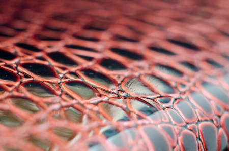 Crocodile skin textureの写真素材