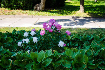 flowerbedの写真素材