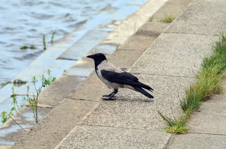 Crowの写真素材