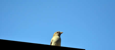 Sparrowの写真素材