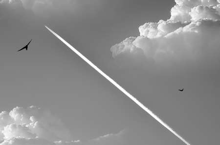 airplane flies の写真素材