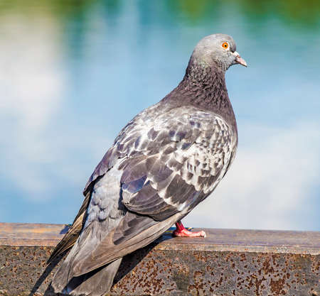 Pigeon doveの写真素材
