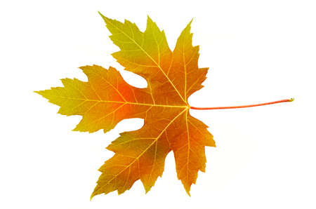 leaf