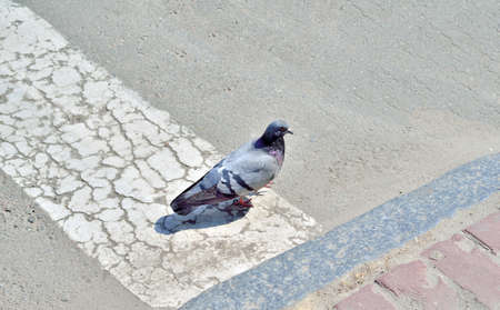 A pigeon steps on a sidewalk. Pedestrianの写真素材
