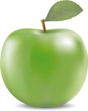 Vector illustration of detailed big green apple isolated on whiteのイラスト素材