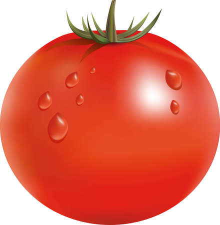 Vector illustration of big ripe red fresh tomato isolated on white backgroundのイラスト素材