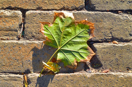 Pattern of gray sidewalk pavers and maple leafの写真素材
