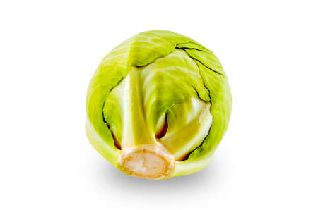 Green Cabbage Against on The White Background