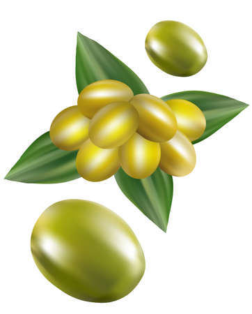 Green olives with leaves. vector illustration on whiteのイラスト素材