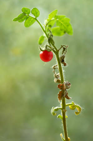 Macro detail of small red tomatoの写真素材