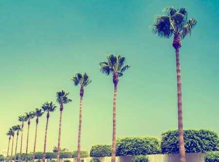 Limassol Cyprus Vintage Palm Trees Vintage - summer dayの写真素材
