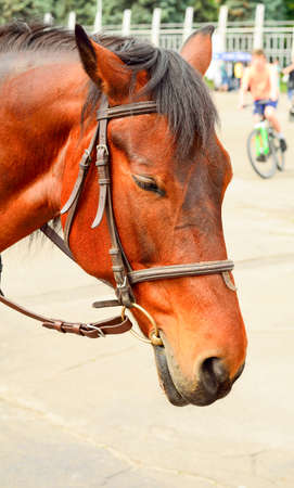 Horse in harness. Portrait of a horse. Brown horse