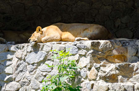 A lioness is resting in Zoo Kiev (Ukraine)の写真素材