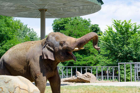 Elephant in the Zoo