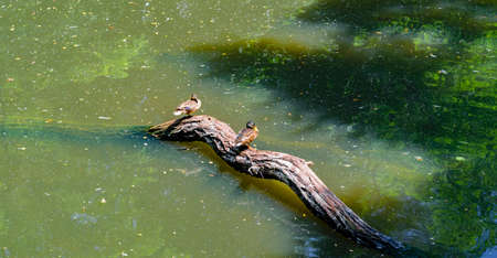 Wild ducks sit on the sunken treeの写真素材