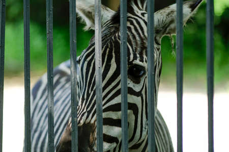 zebra in the zoo parkの写真素材