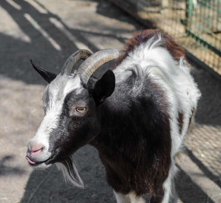 Black and white goat posing in front with a fence in the background