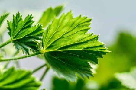 Royal pelargonium leaves - Pelargonium grandiflorumの写真素材