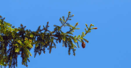 Fir branch isolated on blue backgroundの写真素材