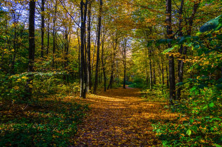 Autumn forest nature. Colorful forest with sun rays through branches of trees.の写真素材