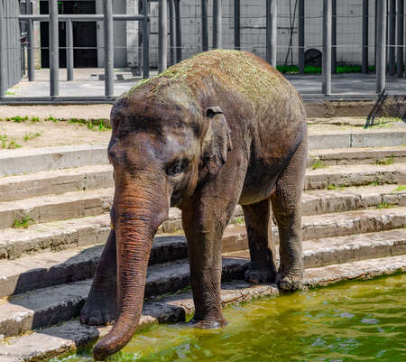 Elephant near the water. Elephant Drinks Waterの写真素材