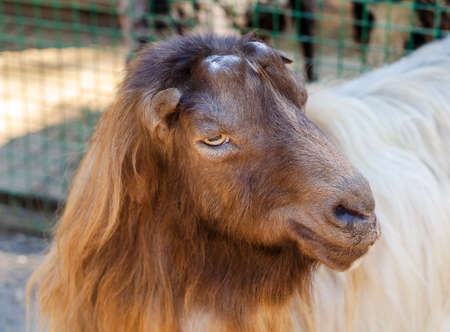 Brown-white goat poses for a photoの写真素材
