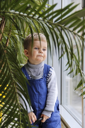 Baby in a blue jumpsuit behind a Palm tree near the window.の写真素材