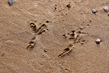traces of birds on the yellow sandの写真素材
