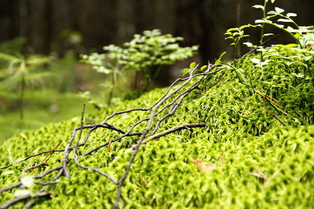 green plants and grass on the bump in the forestの写真素材