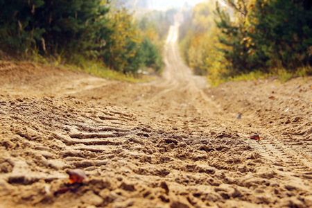 A sandy road in the autumn forest going beyond the horizonの写真素材