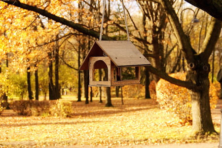 feeders for birds on a tree in autumn public Parkの写真素材