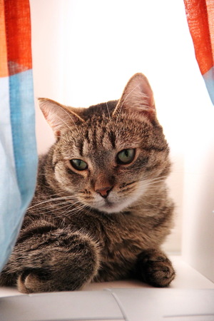 The cat is sitting on the window for curtainsの写真素材
