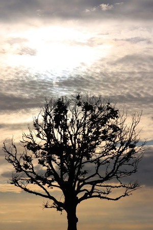 dark tree in the backlight with clouds on background sunsetの写真素材