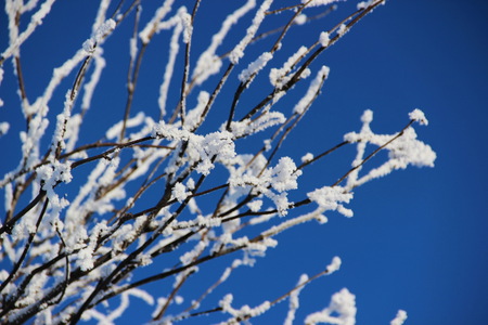 ice hoarfrost tree branches against blue skyの写真素材